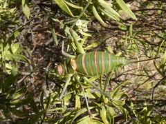 Steropleurus andalusius