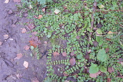 Lysimachia nummularia