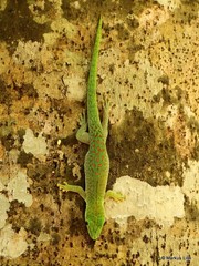 Phelsuma kochi