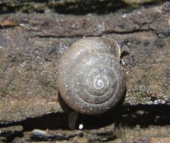 Gastropoda