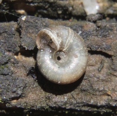 Gastropoda