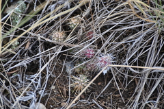 Opuntia fragilis