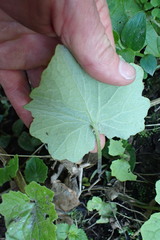 Pericallis × hybrida