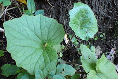 Pericallis × hybrida