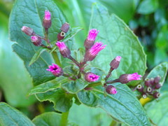 Pericallis × hybrida
