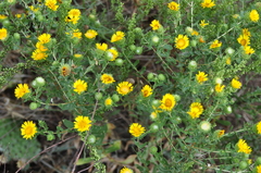 Grindelia subalpina