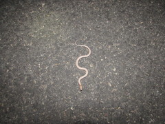 Hypsiglena chlorophaea loreala