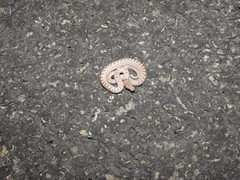 Hypsiglena chlorophaea loreala