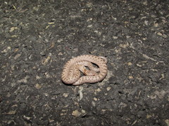 Hypsiglena chlorophaea loreala