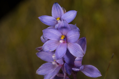 Thelymitra purpurata