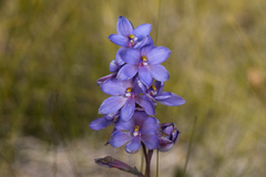 Thelymitra purpurata