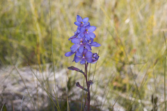 Thelymitra purpurata