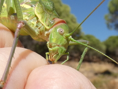 Steropleurus andalusius