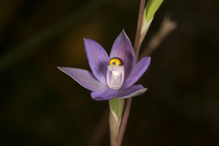 Thelymitra angustifolia