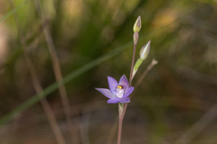 Thelymitra angustifolia