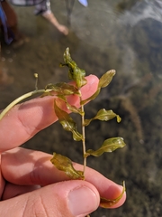 Potamogeton richardsonii
