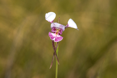 Diuris alba