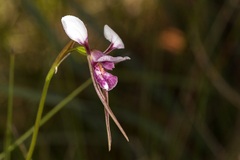 Diuris alba