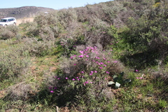 Drosanthemum longipes