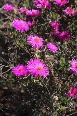 Drosanthemum longipes