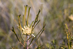 Isopogon mnoraifolius