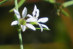 Lythrum lineare