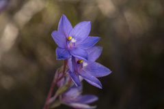 Thelymitra purpurata