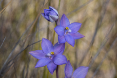 Thelymitra purpurata