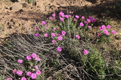 Drosanthemum longipes