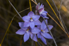 Thelymitra purpurata