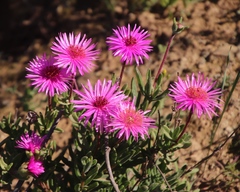 Drosanthemum longipes
