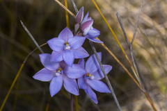 Thelymitra purpurata
