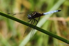 Orthetrum azureum