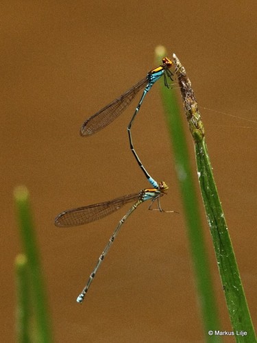 Bright Sprite
