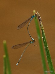 Pseudagrion punctum