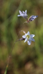 Ixia rapunculoides