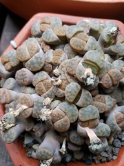 Lithops