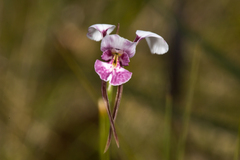 Diuris alba