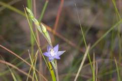 Thelymitra angustifolia