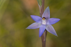 Thelymitra angustifolia