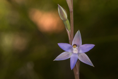 Thelymitra angustifolia