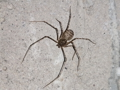 Scytodes