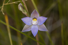 Thelymitra angustifolia