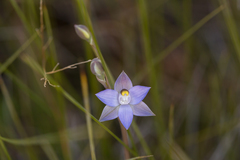 Thelymitra angustifolia