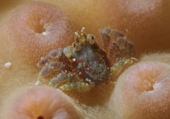 Pseudocryptochirus viridis