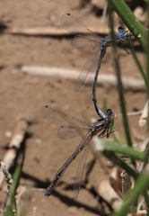 Lestes stultus