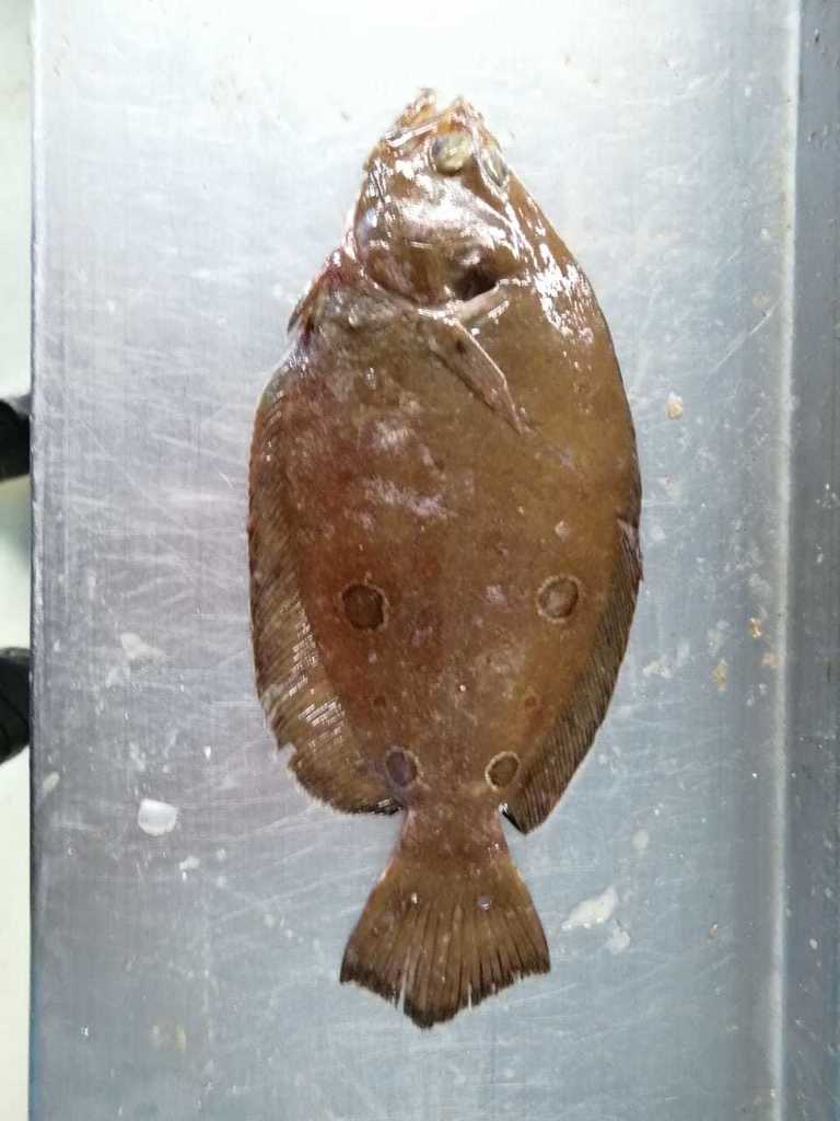 Foureye flounder (Hippoglossina tetrophthalma) — Paralichthyidae