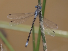 Lestes stultus