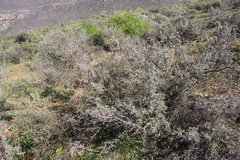 Muraltia scoparia