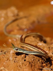 Pseudoxyrhophiidae